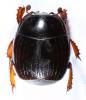 Margarinotus carbonarius carbonarius
